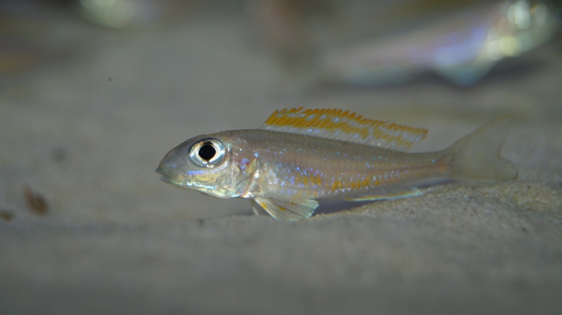 Xenotilapia flavipinnis 'Mutondwe (Crocodile) Island'